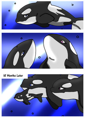 Orca Transformation 6/6
Commission done by Rex-Equinox
Keywords: Rex-Equinox;Orca TF;Dragoniade Orca