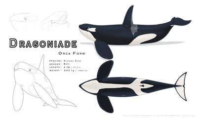 Dragoniade Orca Reference Sheet
Commission done by SkyebobPiepants
Keywords: SkyebobPiepants;Dragoniade Orca